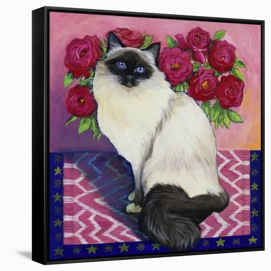 Burmese Cat, Series II-Isy Ochoa-Framed Stretched Canvas