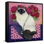 Burmese Cat, Series II-Isy Ochoa-Framed Stretched Canvas