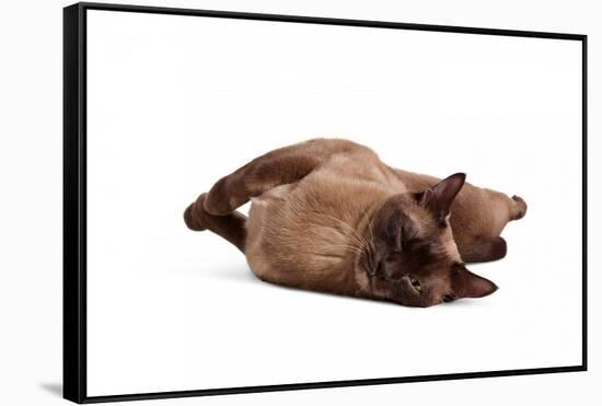 Burmese Cat-Fabio Petroni-Framed Stretched Canvas