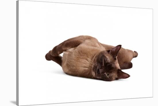 Burmese Cat-Fabio Petroni-Stretched Canvas