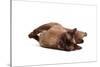 Burmese Cat-Fabio Petroni-Stretched Canvas