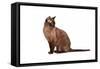 Burmese Cat-Fabio Petroni-Framed Stretched Canvas