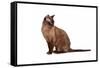 Burmese Cat-Fabio Petroni-Framed Stretched Canvas