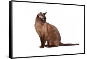 Burmese Cat-Fabio Petroni-Framed Stretched Canvas