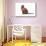 Burmese Cat-Fabio Petroni-Stretched Canvas displayed on a wall