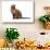 Burmese Cat-Fabio Petroni-Stretched Canvas displayed on a wall