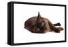Burmese Cat-Fabio Petroni-Framed Stretched Canvas
