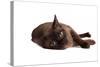 Burmese Cat-Fabio Petroni-Stretched Canvas