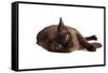 Burmese Cat-Fabio Petroni-Framed Stretched Canvas