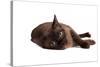 Burmese Cat-Fabio Petroni-Stretched Canvas