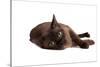 Burmese Cat-Fabio Petroni-Stretched Canvas