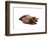 Burmese Cat-Fabio Petroni-Framed Photographic Print