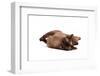 Burmese Cat-Fabio Petroni-Framed Photographic Print