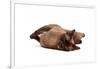 Burmese Cat-Fabio Petroni-Framed Photographic Print