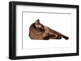 Burmese Cat-Fabio Petroni-Framed Photographic Print