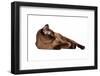 Burmese Cat-Fabio Petroni-Framed Photographic Print