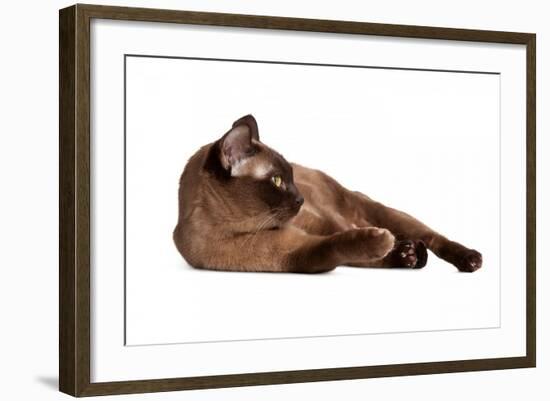 Burmese Cat-Fabio Petroni-Framed Photographic Print