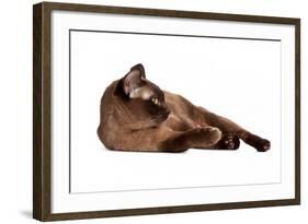 Burmese Cat-Fabio Petroni-Framed Photographic Print