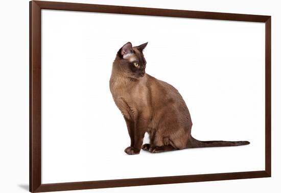 Burmese Cat-Fabio Petroni-Framed Photographic Print