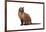 Burmese Cat-Fabio Petroni-Framed Photographic Print