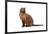 Burmese Cat-Fabio Petroni-Framed Photographic Print