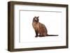 Burmese Cat-Fabio Petroni-Framed Photographic Print