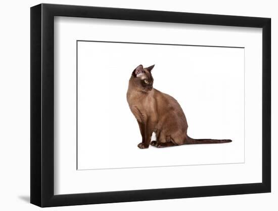 Burmese Cat-Fabio Petroni-Framed Photographic Print