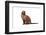 Burmese Cat-Fabio Petroni-Framed Photographic Print