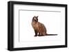 Burmese Cat-Fabio Petroni-Framed Photographic Print