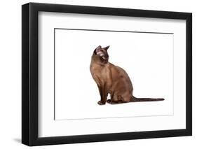 Burmese Cat-Fabio Petroni-Framed Photographic Print