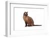 Burmese Cat-Fabio Petroni-Framed Photographic Print