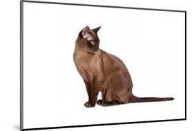 Burmese Cat-Fabio Petroni-Mounted Photographic Print