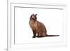 Burmese Cat-Fabio Petroni-Framed Photographic Print