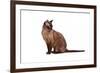 Burmese Cat-Fabio Petroni-Framed Photographic Print