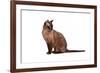 Burmese Cat-Fabio Petroni-Framed Photographic Print