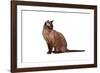 Burmese Cat-Fabio Petroni-Framed Photographic Print