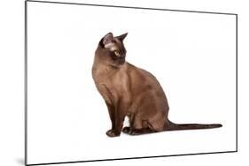 Burmese Cat-Fabio Petroni-Mounted Photographic Print