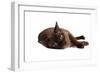 Burmese Cat-Fabio Petroni-Framed Photographic Print