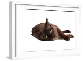 Burmese Cat-Fabio Petroni-Framed Photographic Print