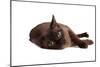 Burmese Cat-Fabio Petroni-Mounted Photographic Print