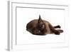 Burmese Cat-Fabio Petroni-Framed Photographic Print