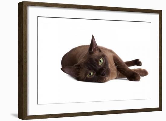 Burmese Cat-Fabio Petroni-Framed Photographic Print