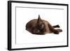 Burmese Cat-Fabio Petroni-Framed Photographic Print