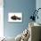 Burmese Cat-Fabio Petroni-Mounted Photographic Print displayed on a wall