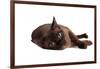 Burmese Cat-Fabio Petroni-Framed Photographic Print