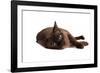 Burmese Cat-Fabio Petroni-Framed Photographic Print