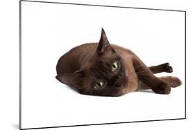 Burmese Cat-Fabio Petroni-Mounted Photographic Print