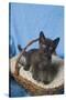 Burmese Kitten in a Basket-DLILLC-Stretched Canvas