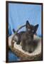 Burmese Kitten in a Basket-DLILLC-Framed Photographic Print