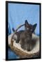 Burmese Kitten in a Basket-DLILLC-Framed Photographic Print